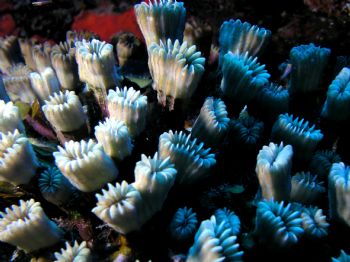 Coral at "FEEDING TIME" taken at night aboard the Turks a... by Charlie Foreman 